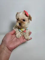 Rosy, a female Shih Tzu for sale in Redding, CA – 5 of 5