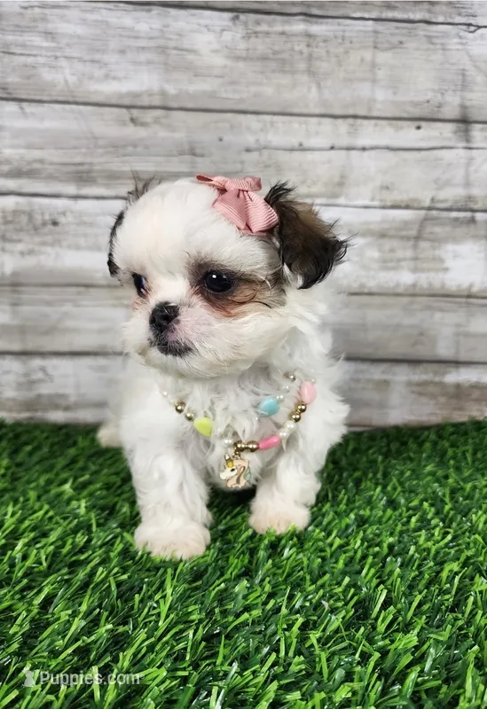 Luna – Mal Shi puppy for sale in Redding, CA