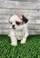 Luna, a female Mal Shi for sale in Redding, CA – 1 of 9