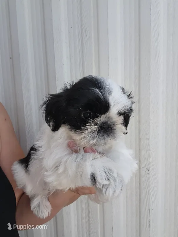 Tito – Shih Tzu puppy for sale in Redding, CA