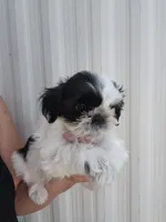 Tito, a male Shih Tzu for sale in Redding, CA – 1 of 6