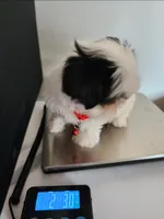 Tucker, a male Mal Shi for sale in Redding, CA – 8 of 8