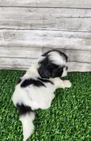Gino, a male Shih Tzu for sale in Redding, CA – 2 of 6