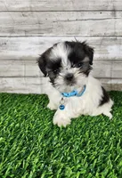 Bluey , a male Shih Tzu for sale in Redding, CA – 4 of 7