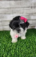 Pinky, a female Shih Tzu for sale in Redding, CA – 6 of 7
