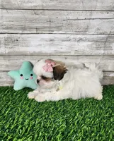 Luna, a female Mal Shi for sale in Redding, CA – 9 of 9