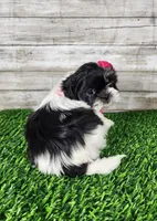 Pinky, a female Shih Tzu for sale in Redding, CA – 7 of 7