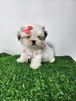 Daisy, a female Mal Shi for sale in Redding, CA – 2 of 8