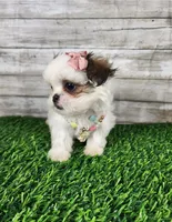 Luna, a female Mal Shi for sale in Redding, CA – 3 of 9