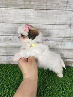 Luna, a female Mal Shi for sale in Redding, CA – 7 of 9