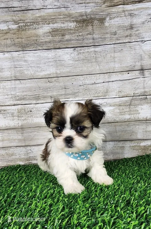 Tito – Shih Tzu, Mal Shi puppy for sale in Redding, CA