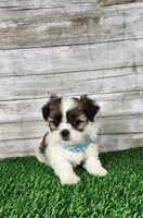 Tito, a male Shih Tzu and Mal Shi for sale in Redding, CA – 1 of 8