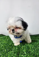 Bandit , a male Mal Shi for sale in Redding, CA – 3 of 9