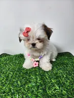 Daisy, a female Mal Shi for sale in Redding, CA – 5 of 8