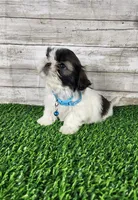 Bluey , a male Shih Tzu for sale in Redding, CA – 3 of 7