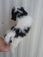 Gino, a male Shih Tzu for sale in Redding, CA – 5 of 6