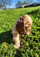 Toby, a male Cocker Spaniel for sale in Redding, CA – Photo 3 of 8