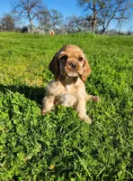 Toby, a male Cocker Spaniel for sale in Redding, CA – Photo 8 of 8