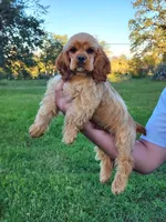 Toby, a male Cocker Spaniel for sale in Redding, CA – Photo 4 of 6