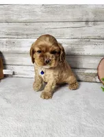 Toby, a male Cocker Spaniel for sale in Redding, CA – Photo 6 of 8