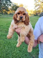 Toby, a male Cocker Spaniel for sale in Redding, CA – Photo 6 of 6