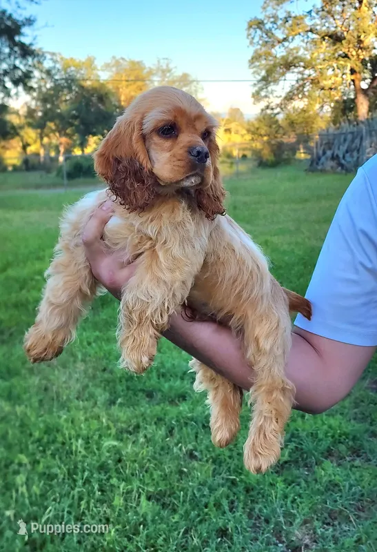 Toby, a male Cocker Spaniel for sale in Redding, CA – Photo 1 of 6