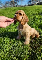 Toby, a male Cocker Spaniel for sale in Redding, CA – Photo 7 of 8
