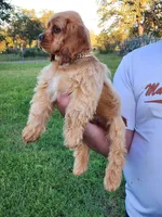 Toby, a male Cocker Spaniel for sale in Redding, CA – Photo 3 of 6
