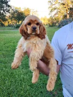 Toby, a male Cocker Spaniel for sale in Redding, CA – Photo 2 of 6