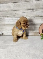 Toby, a male Cocker Spaniel for sale in Redding, CA – Photo 1 of 8