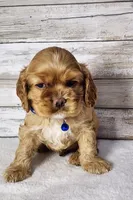 Toby, a male Cocker Spaniel for sale in Redding, CA – Photo 3 of 8