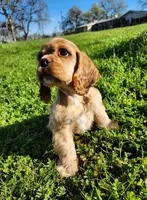 Toby, a male Cocker Spaniel for sale in Redding, CA – Photo 6 of 8