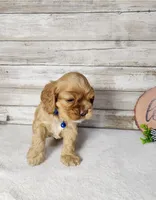 Toby, a male Cocker Spaniel for sale in Redding, CA – Photo 5 of 8