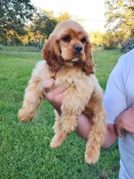 Toby, a male Cocker Spaniel for sale in Redding, CA – Photo 5 of 6