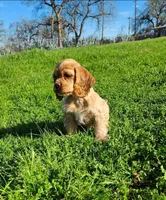 Toby, a male Cocker Spaniel for sale in Redding, CA – Photo 2 of 8