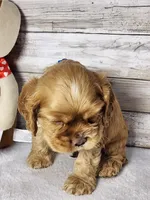 Toby, a male Cocker Spaniel for sale in Redding, CA – Photo 8 of 8