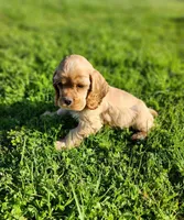 Toby, a male Cocker Spaniel for sale in Redding, CA – Photo 1 of 8