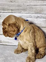 Toby, a male Cocker Spaniel for sale in Redding, CA – Photo 7 of 8