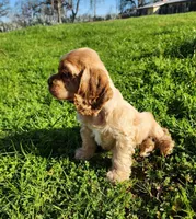 Toby, a male Cocker Spaniel for sale in Redding, CA – Photo 5 of 8