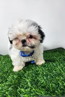 Bandit , a male Mal Shi for sale in Redding, CA – 7 of 9
