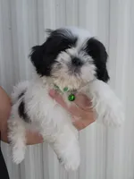 Gino, a male Shih Tzu for sale in Redding, CA – 4 of 6