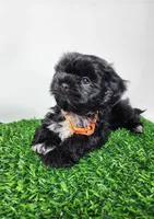 Zeus, a male Shih Tzu for sale in Redding, CA – 3 of 8