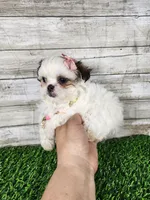 Luna, a female Mal Shi for sale in Redding, CA – 6 of 9