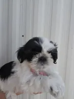 Tito, a male Shih Tzu for sale in Redding, CA – 4 of 6