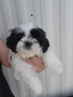 Gino, a male Shih Tzu for sale in Redding, CA – 3 of 6