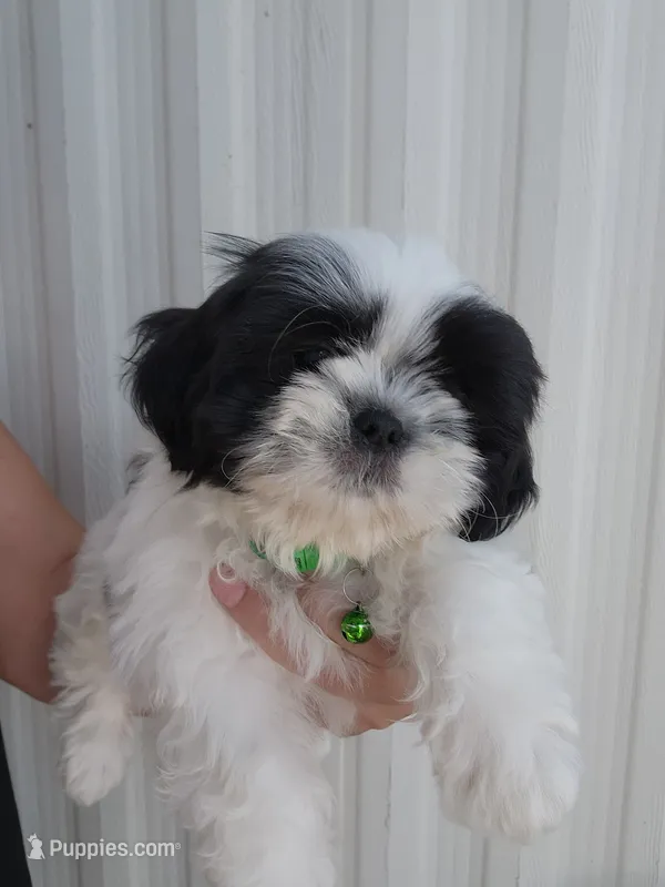 Gino – Shih Tzu puppy for sale in Redding, CA