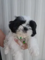 Gino, a male Shih Tzu for sale in Redding, CA – 1 of 6