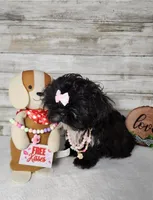 Lily, a female Shih Tzu for sale in Redding, CA – Photo 6 of 8