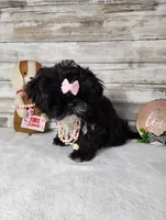 Lily, a female Shih Tzu for sale in Redding, CA – Photo 7 of 8