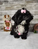 Lily, a female Shih Tzu for sale in Redding, CA – Photo 1 of 8